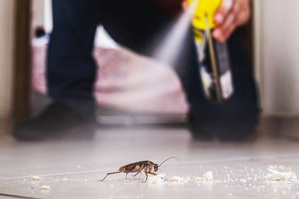 Best Emergency Pest Control  in Lorain, OH