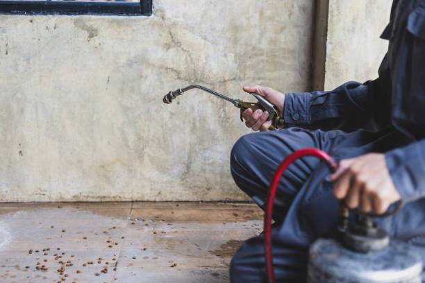 Best Local Pest Control Services  in Lorain, OH